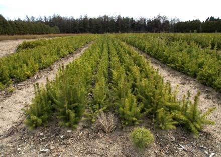 DEC Announces Annual Tree and Shrub Seedling Sale
