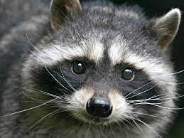 Raccoon Tests Positive for Rabies in Meredith
