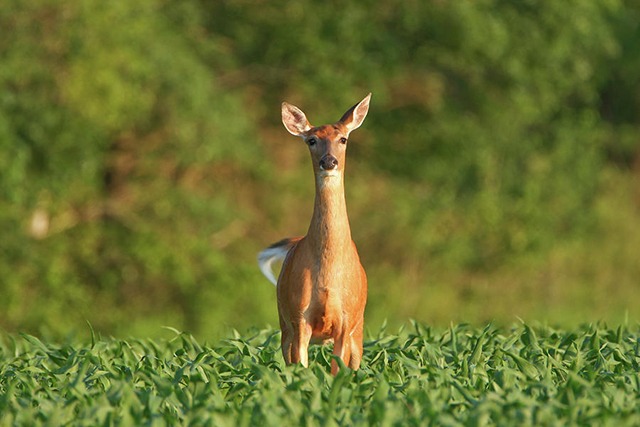 Illegal Crossbow Deer Take